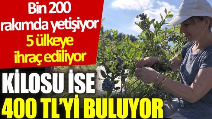 Bin 200 rakımda yetişiyor, 5 ülkeye ihraç ediliyor: Kilosu ise 400 TL’yi buluyor