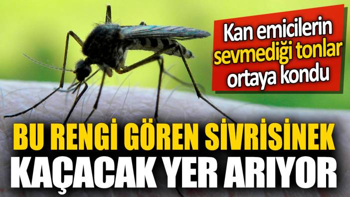 Bu rengi gören sivrisinek kaçacak yer arıyor! Kan emicilerin sevmediği tonlar ortaya kondu