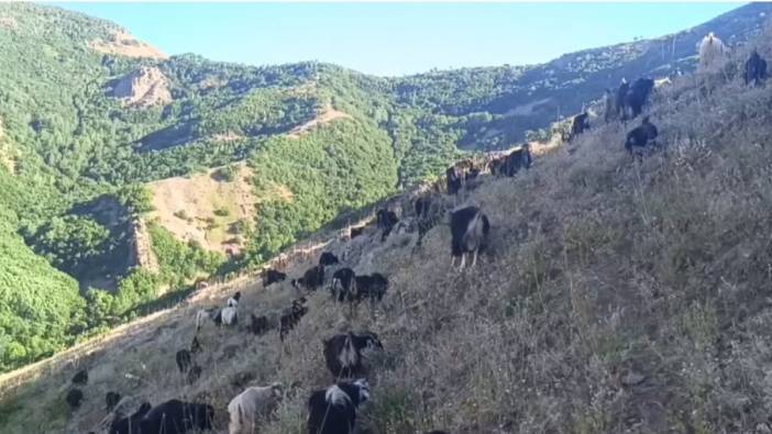 Koyunları otlatırken kendisini bir anda tehlikenin içinde buldu