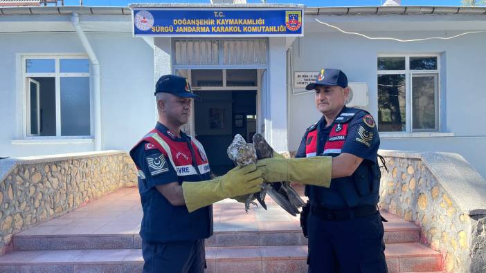 Yaralı şahin tedavi altına alındı