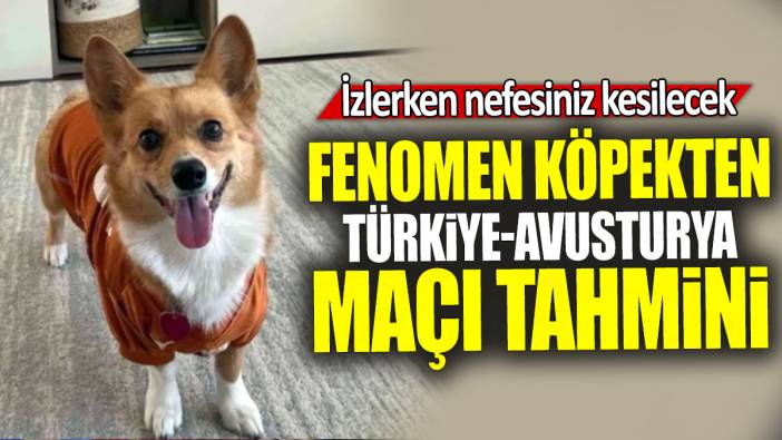 Fenomen köpekten Türkiye-Avusturya maçı tahmini: İzlerken nefesiniz kesilecek