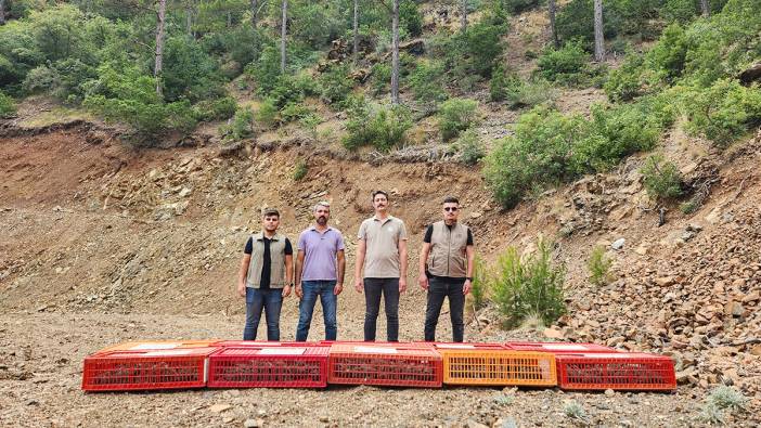 Hatay'da yüzlerce keklik doğaya bırakıldı