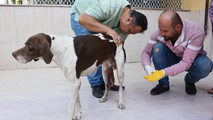 Tüfekle yaralanan av köpeği tedavi edilecek