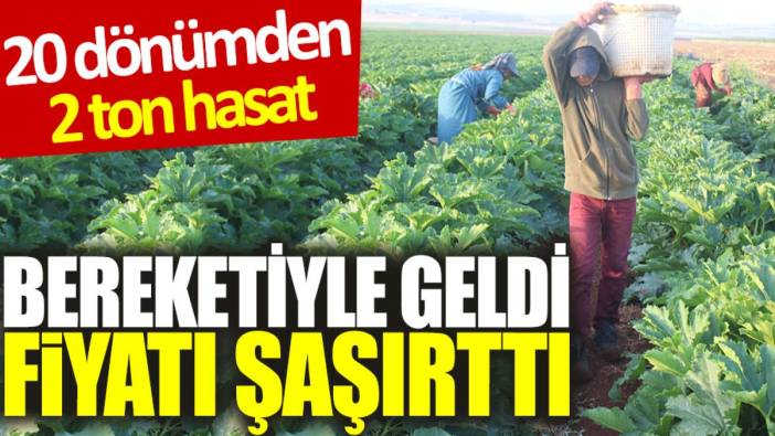 20 dönümden 2 ton hasat: Bereketiyle geldi, fiyatı şaşırttı