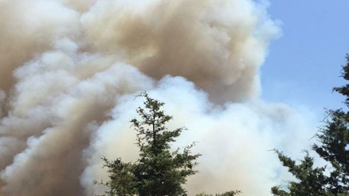 Bodrum'da ormanlık alanda yangın