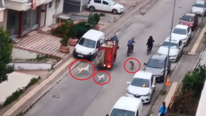 Başıboş köpekler tehlike oluşturuyor