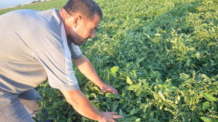 Manisalı domates üreticisi fiyatları düşük buluyor