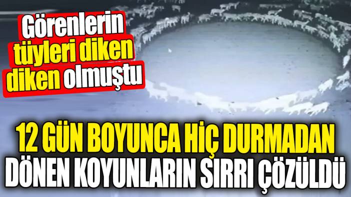 12 gün boyunca hiç durmadan dönen koyunların gizemli sırrı çözüldü