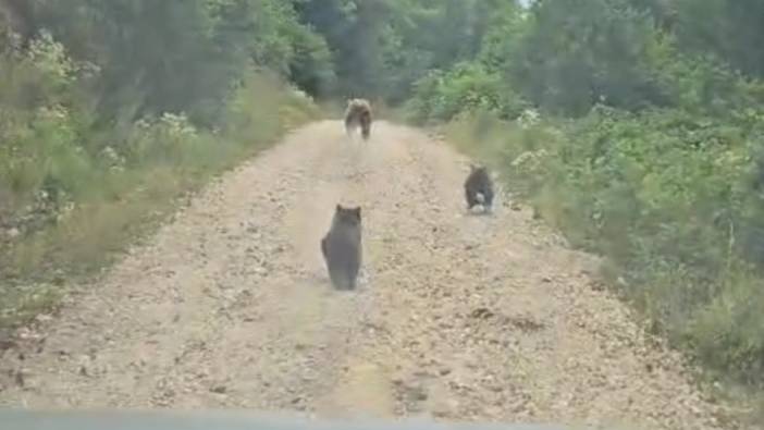 Bolu'da anne ayı ve yavruları böyle görüntülendi