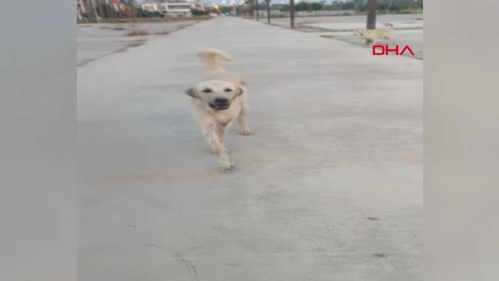 Spor yaparken köpeklerin saldırısına uğradı