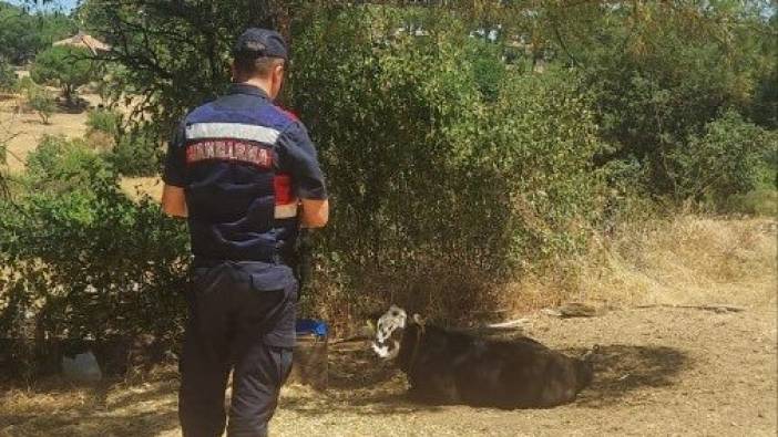 Çalınan hayvanları jandarma hemen buldu