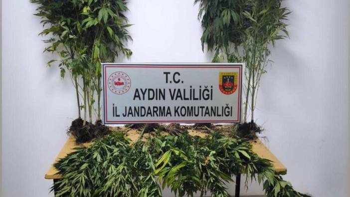 Aydın'da 18 kök hint keneviri ele geçirildi