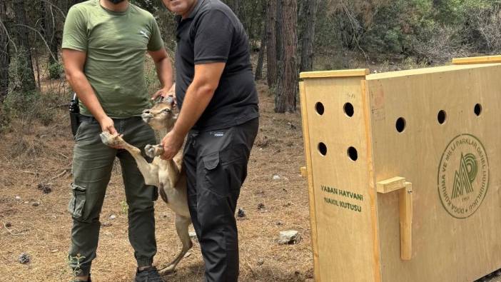 Antalya'da şehre inen yaban keçisi yaklandı