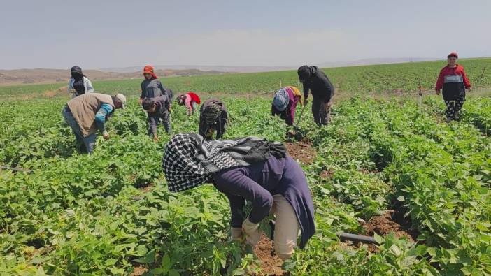 Bitlis'teki kavurucu sıcakta ekmek parası çalışması