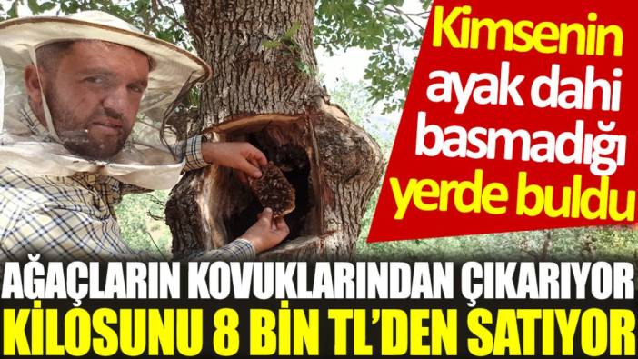 Kimsenin ayak dahi basmadığı yerde buldu: Ağaçların kovuklarından çıkarıyor, kilosunu 8 bin TL’den satıyor