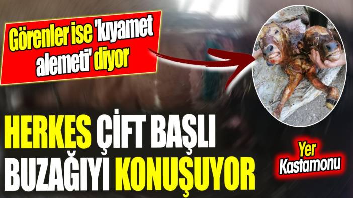 Herkes çift başlı buzağıyı konuşuyor! 'Görenler ise 'kıyamet alemeti' diyor' Yer Kastamonu