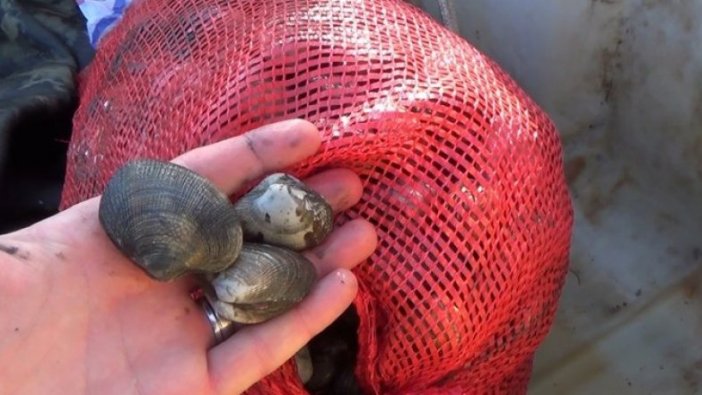 Kaçak midye avcılığına 5 gözaltı