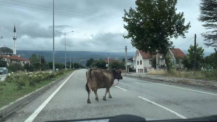 Büyükbaş hayvanlar karayolunu trafiğe kapattı