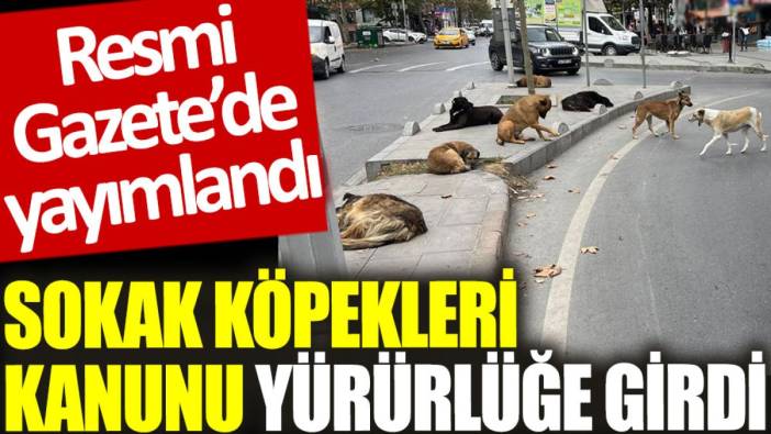 Sokak köpekleri kanunu yürürlüğe girdi: Resmi Gazete’de yayımlandı