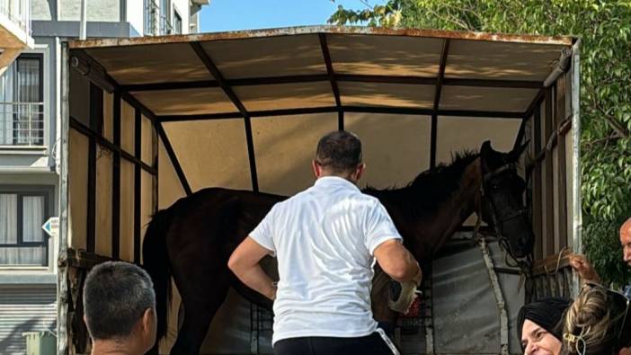 Bursa'da yaralı at koruma altına alındı