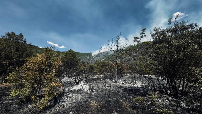 Tokat'ta orman yangını