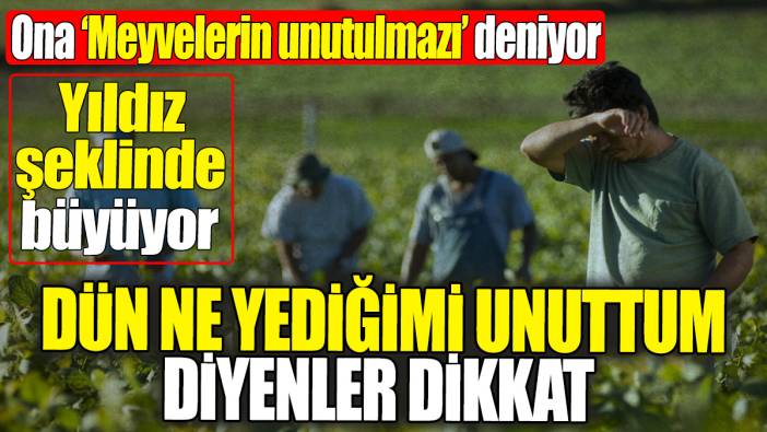 Dün ne yediğimi unuttum diyenler dikkat! Ona ‘Meyvelerin unutulmazı’ deniyor, yıldız şeklinde büyüyor