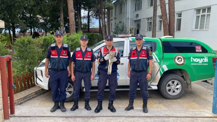 Çorum'da bitkin halde bulunan kartal koruma altına alındı