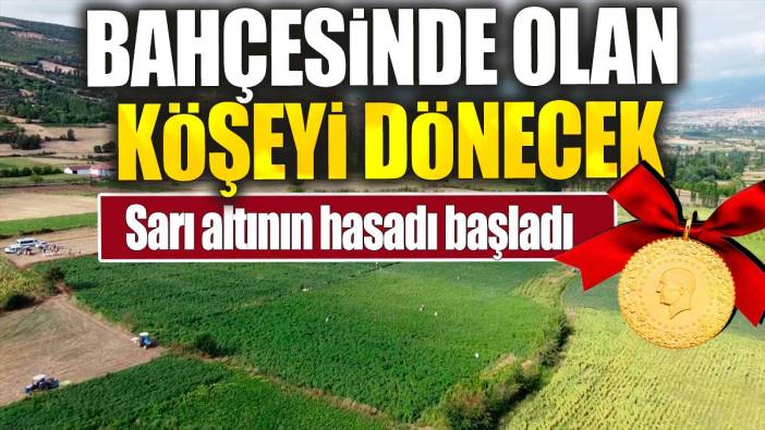 Bahçesinde olan köşeyi dönecek. Sarı altının hasadı başladı