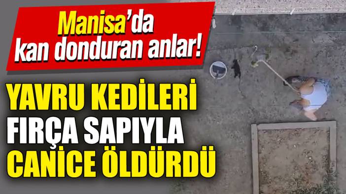 Manisa’da kan donduran anlar! Yavru kedileri fırça sapıyla canice öldürdü