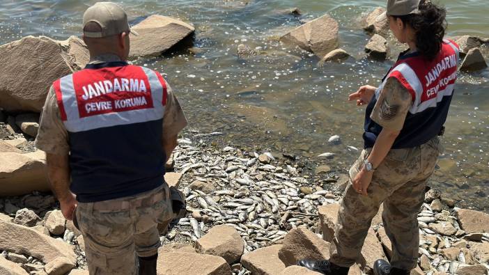 Çok sayıda ölü 'Asya Sazanı' bulundu