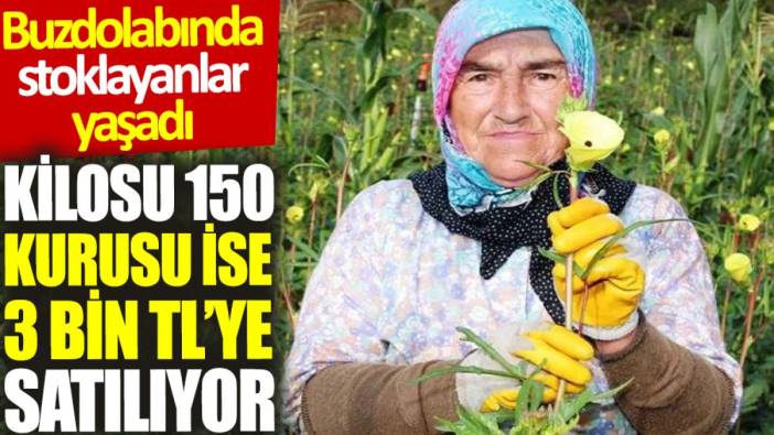 Buzdolabında stoklayanlar yaşadı: Kilosu 150, kurusu 3 bin TL'den satılıyor