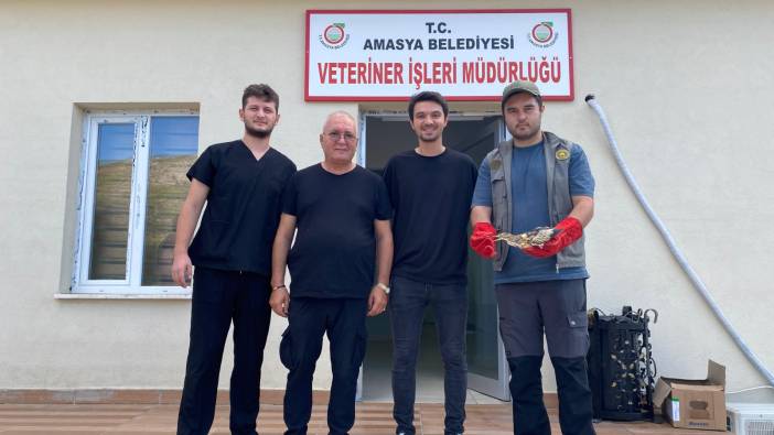 Yaralı balaban kuşu tedavi altına alındı