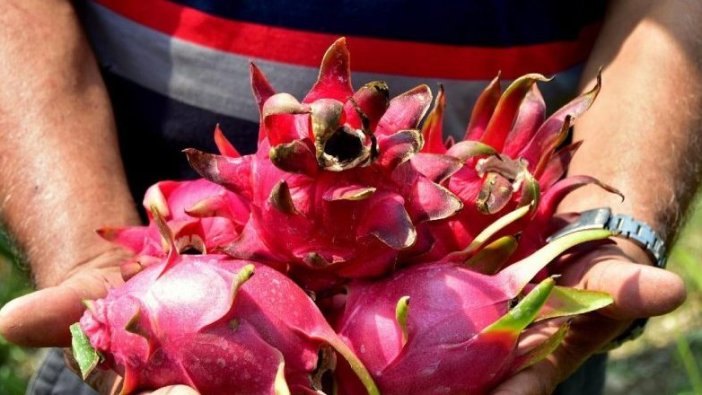 Domatesi bırakıp, ejder meyvesi yetiştirmeye başladı