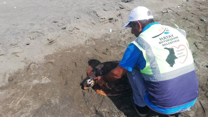 Yaralı deniz kaplumbağası tedavi altına alındı