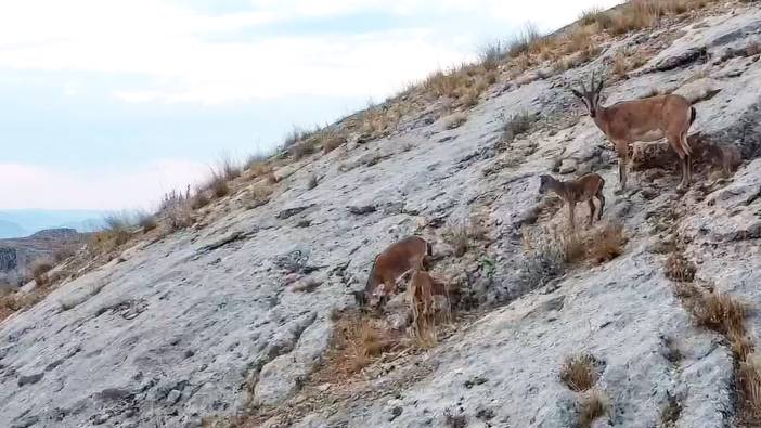 Malatya'da dağ keçisi görüntülendi