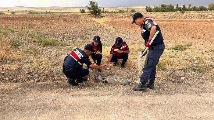 Kırıkkale'de yaralı bal porsuğu tedaviye alındı