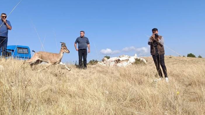 5 dağ keçisi Kazankaya Kanyonu'na bırakıldı