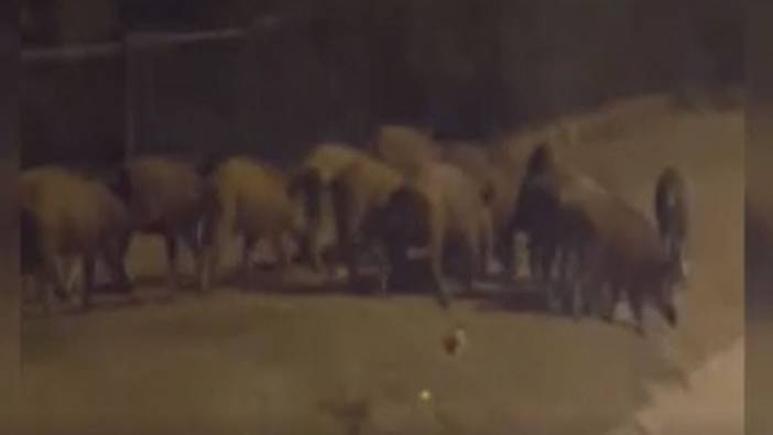 Aç kalan yaban domuzları şehre indi