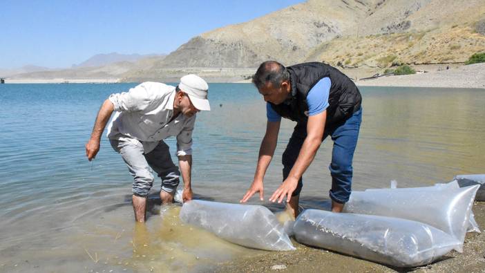 Göletlere yüz binlerce sazan yavrusu bırakıldı