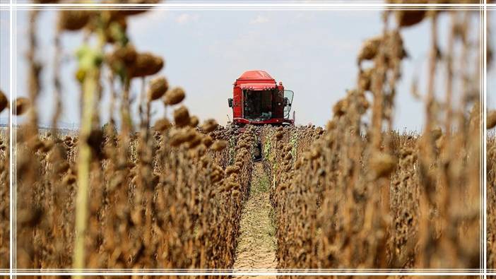 Biçerdöverlerin ayçiçeği mesaisi başladı