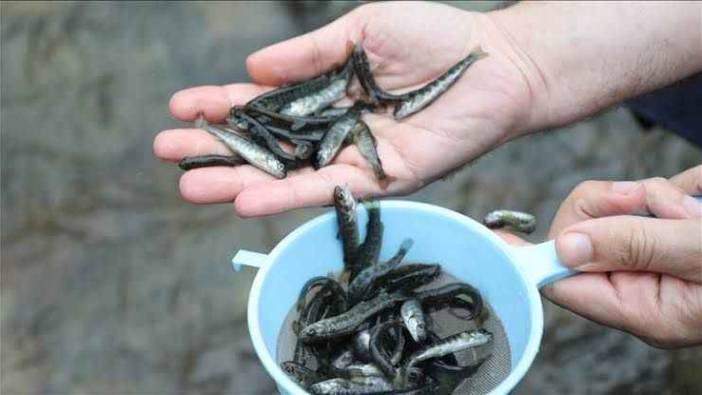 5 bin kırmızı benekli alabalık dereye bırakıldı