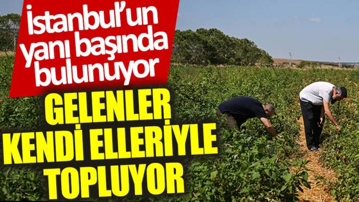 İstanbul'un hemen yanı başında bulunuyor: Gelenler kendi elleriyle topluyor