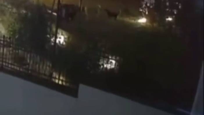 Kocaeli'de sokak köpeğini tabancayla vurdu