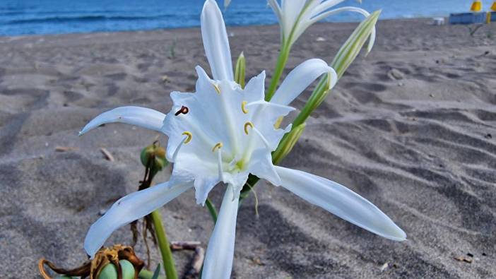 Bu çiçeği koparmanın cezası dudak uçuklattı