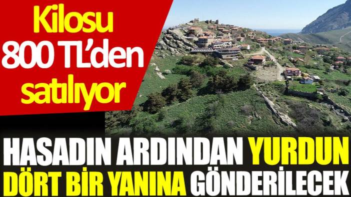 Kilosu 800 TL’den satılıyor: Hasadın ardından yurdun dört bir yanına gönderilecek