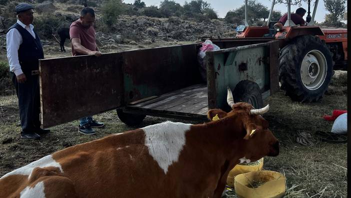 15 metre yüksekten düşen inek kurtarıldı