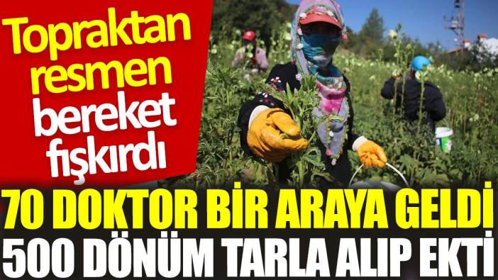 70 doktor bir araya geldi, 500 dönüm tarla alıp ekti: Resmen bereket fışkırdı