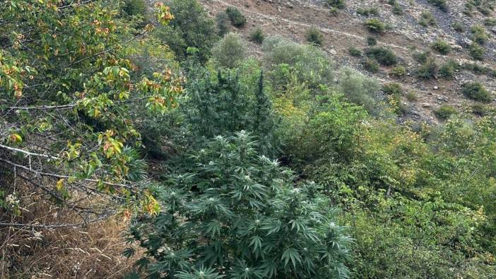 Bingöl’de 274 kök kenevir bitkisi ele geçirildi