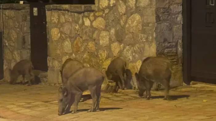 Muğla'da aç kalan domuzlar şehre indi