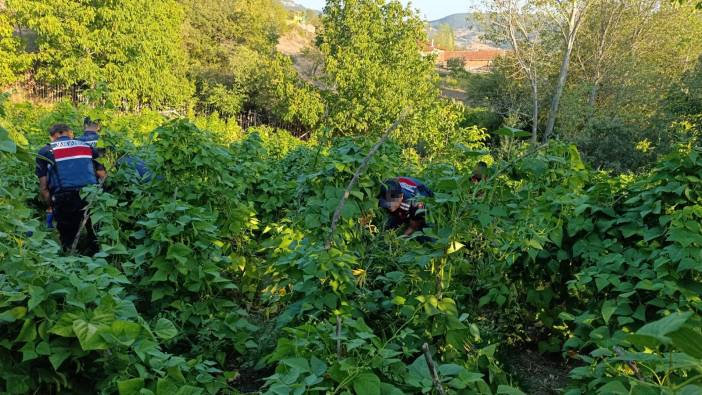 Kenevir yetiştiren şüpheli tutuklandı